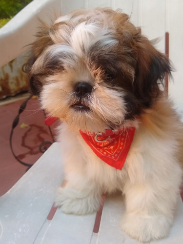  Shih Tzu Shihtzu Shitzu Cachorras  Unicas Miralas