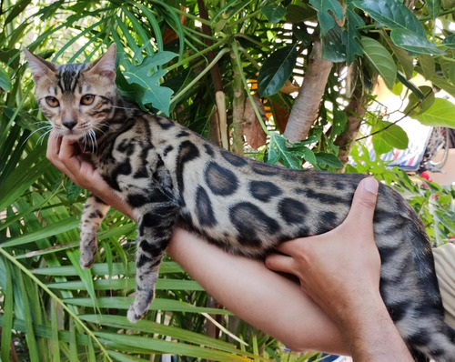 Gato Bengali 