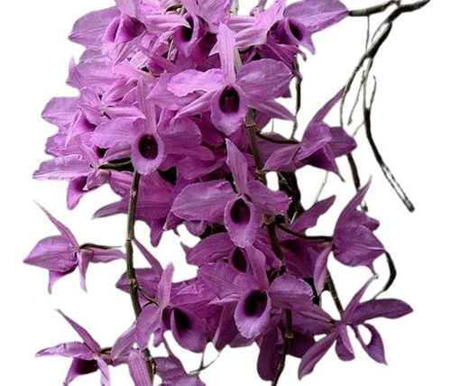Orquidea Dendrobium Anosmum Tipo * Adulta *