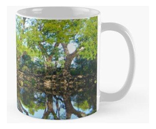 Taza El Espejo Pantanal - Humedales - Brasil - América Del S