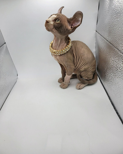 Gatitas Sphynx Egipcias