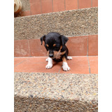 Cachorro Pincher Med,bog,cali Animal Pets Colombia 