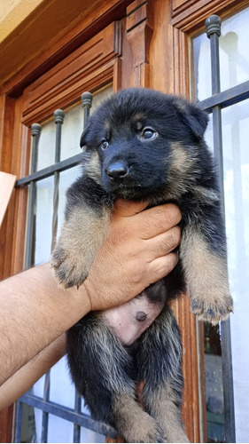 Cachorros Pastor Alemán 