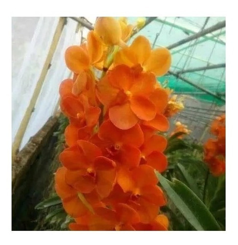 Orquídea Vanda Laranja Espetáculo + Brinde !!!