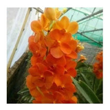 Orquídea Vanda Laranja Espetáculo + Brinde !!!