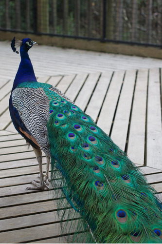 Cuadro 50x75cm Pavo Real Animal Naturaleza Peacock Color M6