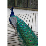 Cuadro 50x75cm Pavo Real Animal Naturaleza Peacock Color M6