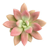Graptoveria Pink Donna Muda Suculenta Rara Planta Natural