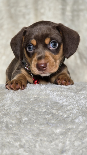 Cachorros Salchichas Minis