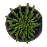 Suculenta Euphorbia Flanaganii Cabeza De Medusa Raro Exótica