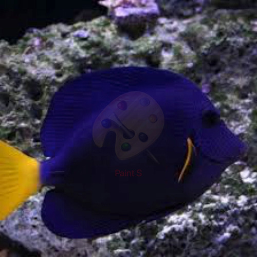 Peixe Marinho Tang Purple