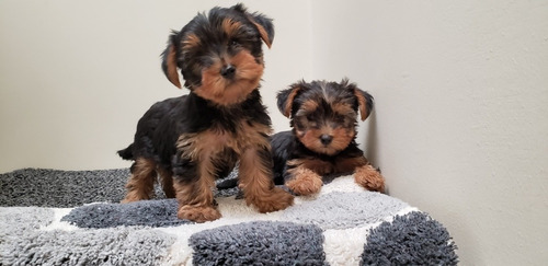 Cachorros Yorkie (criadero Can-peones)