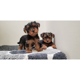 Cachorros Yorkie (criadero Can-peones)