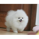 Pomerania Calidad Vip