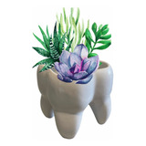 Maceta Cerámica Muela Minimalista Cactus Dentista