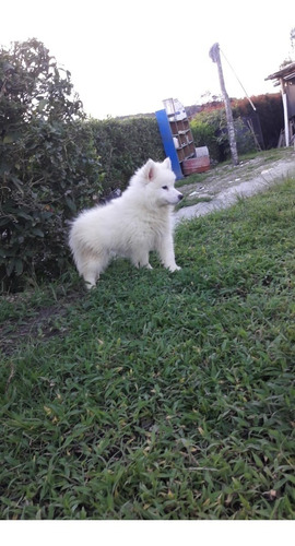 Samoyedo