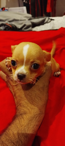 Chihuahua Machos