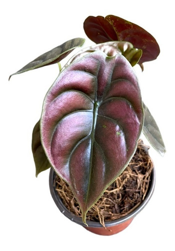 Alocasia Cuprea | Planta Alocasia Exótica