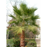 Palmera Washingtonia Pequeña Árbol Ornamental