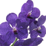 Orquidea Vanda Muda Jovem Lindas Top De Linha Coleção Top   