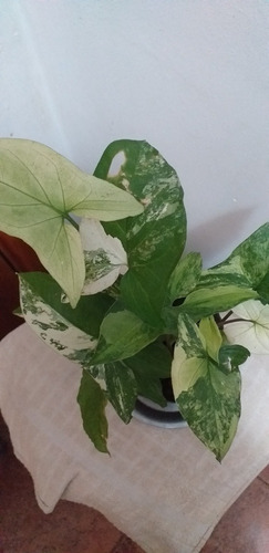 Syngonium Variegada