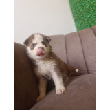 Vendo Perro Husky Siberiano Con 40 Días De Nacidos