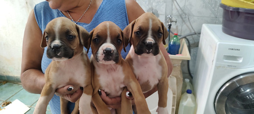 Lindos Filhotes De Boxer , Fêmeas E Machos .