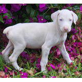 Cachorro Doberman Albino Manizales Animal Pets Colombia 