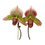 Muda De Orquídea Sapatinho Paphiopedilum Chou-yi Rubyweb
