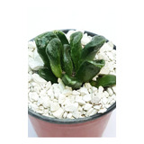 Suculenta Haworthia Truncata . Colec. Mac 9