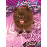 Cachorra Pomeranian Chocolate Bogotá Pura Raza Animal Pets C