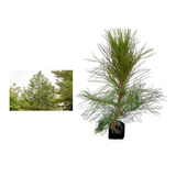 Kit Com 11 Mudas De Pinus Elliottii - Pinheiro Americano 