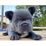Bulldog Francés Blue Cachorro Macho Ojos Celestes 