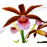 Orquídea Phaius Tankervilleae - Capuz De Freira - Muda