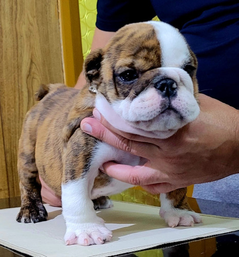 Bulldog Inglés Macho Con Pedigree