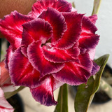 Rosas Del Desierto Bonsáis Rojo, Más Regalo