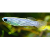 Killifish Lampeye (poropanchax Normani)  Pact Com 5 Peixes