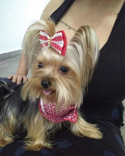 Yorkshire Terrier Filhotes