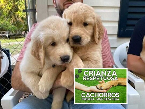 Hermosos Golden Puros Solo En Crianza Respetuosa Cachorros