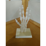 Modelo Anatômico Da Mão  