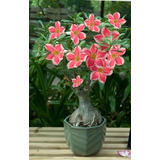  Adenium Rosa Del Desierto Dumbo