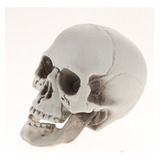 Cabeza De Esqueleto Modelo Simulado De Cráneo Humano