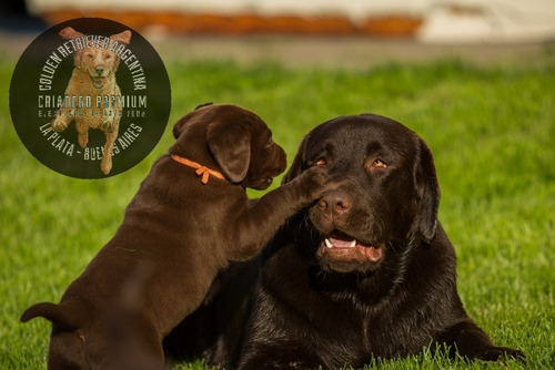 Cachorros Labrador Chocolate Criadero De Campo.-