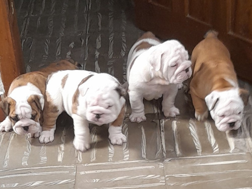 Preciosos Cachorros Bulldog Ingles. Exotico Y Tradicional