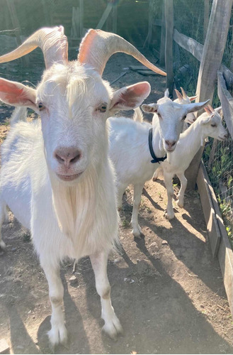 Cabras Saanen Y Bóer De Dos Años Y Crias Para Mascotas