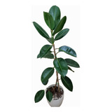 Gomero Ficus Elastica -xxl-