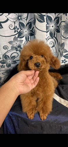 Macho Poodle Toy Rojo Inscrito En El Kennel 1 Año Y Medio