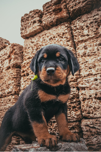 Asombroso Rottweiler Linaje Campeones Del Mundo 8