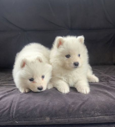 Samoyedos Hembras Y Machos