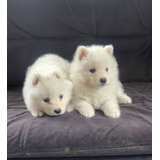 Samoyedos Hembras Y Machos